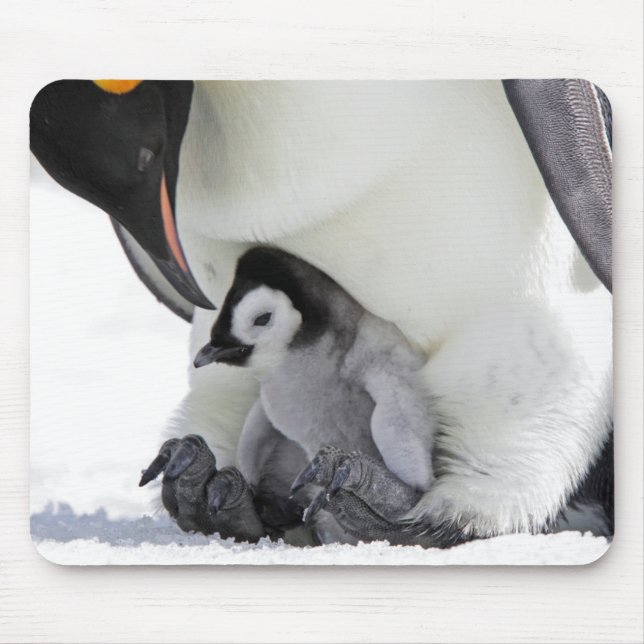 Mousepad Ilha do monte da neve do pinguim de imperador | (Frente)