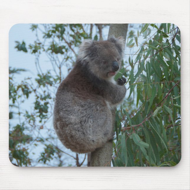 Mousepad Ilha Kangaroo, Austrália - Cuta Koala em uma árvor (Frente)