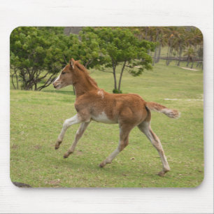 Mousepad Ilha páscoa Rapa Nui