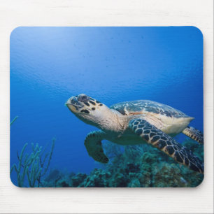 Mousepad Ilhas Cayman, Little Cayman Island, Subaquático 2