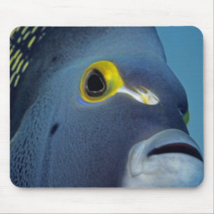 Mousepad Ilhas Cayman, Peixe-anjo-francês Pomacanthus