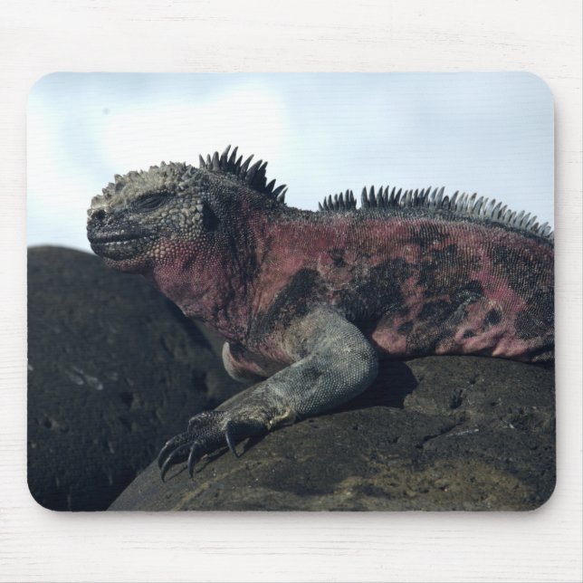 Mousepad Ilhas Galápagos Iguana Negra (Frente)