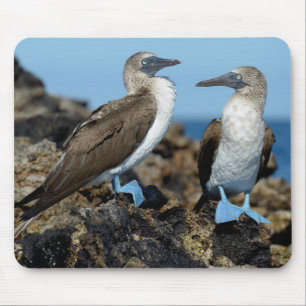 Mousepad Ilhas Galápagos, Ilha Isabela