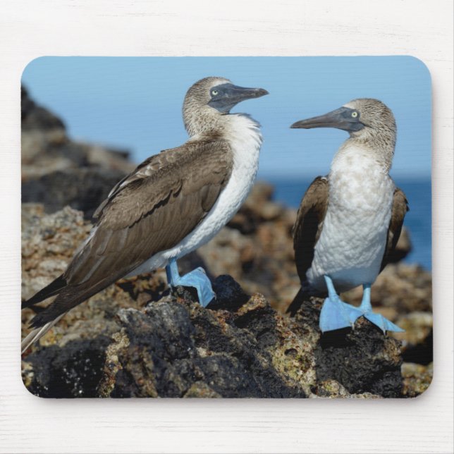 Mousepad Ilhas Galápagos, Ilha Isabela (Frente)