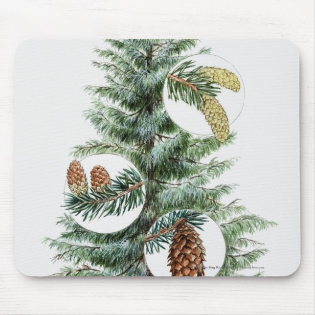Mousepad Ilustração da árvore conífera com cones (Frente)