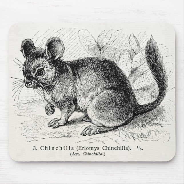Mousepad Ilustração das chinchilas da chinchila dos 1800s (Frente)