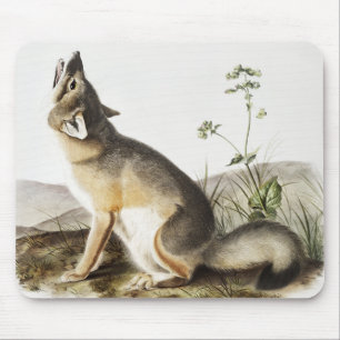 Mousepad Ilustração de Raposa Swift (Vulpes velox)