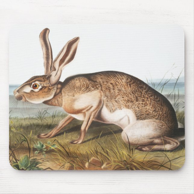 Mousepad Ilustração do Coelho da Lepus Texianus (Frente)
