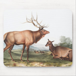 Mousepad Ilustração do Elk Americano (Cervus Canadensis)