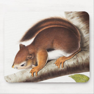 Mousepad Ilustração do Esquilo Columbiano de Richardson