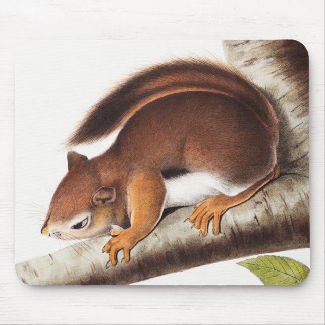 Mousepad Ilustração do Esquilo Columbiano de Richardson (Frente)