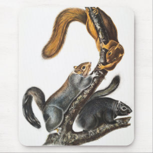 Mousepad Ilustração do Esquilo Gato (Sciurus cinereus)