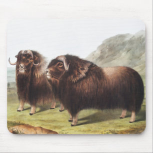 Mousepad Ilustração Musk Ox (Ovibos moschatus)