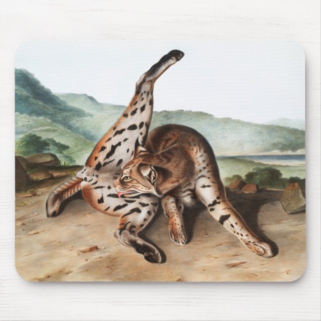 Mousepad Ilustração Texan Lynx (Lynx rufus var maculatus) (Frente)