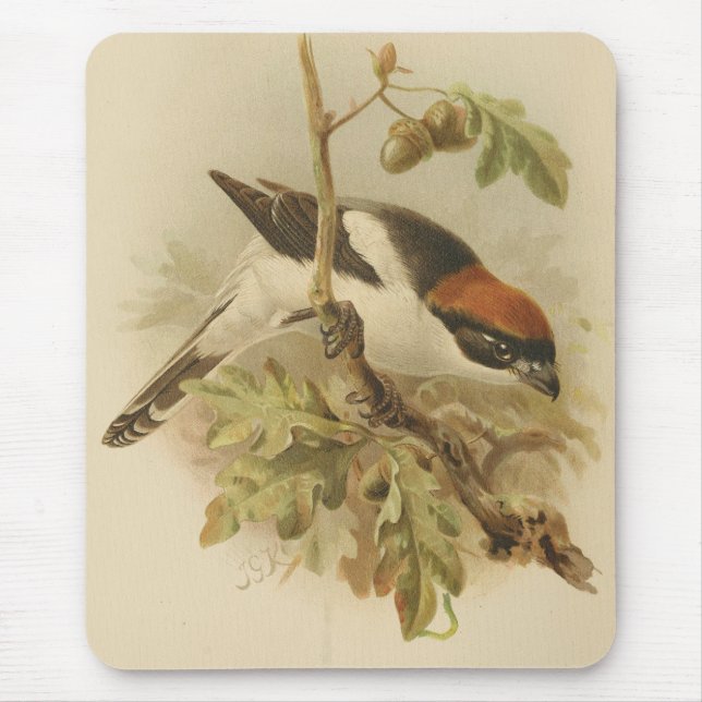 Mousepad Ilustração Vintage de Woodchat Shrike (Frente)
