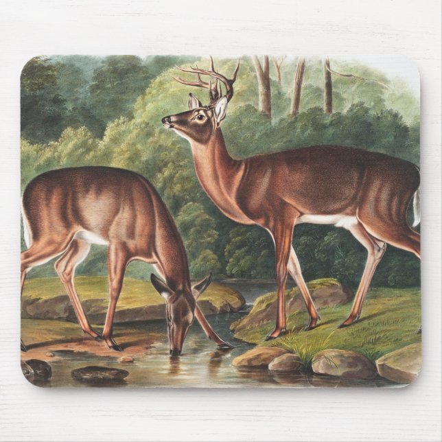 Mousepad Ilustração Virginiana Deer (Cervus Virginianus) (Frente)