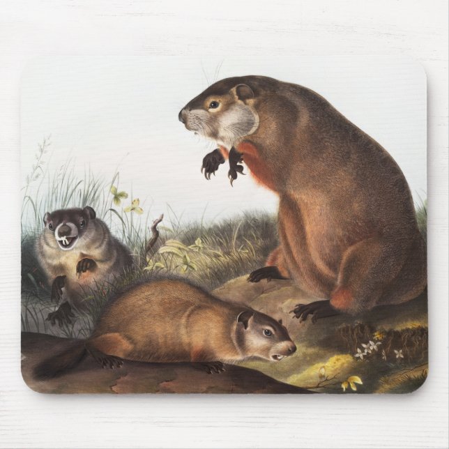 Mousepad Ilustração Woodchuck (Arctomys monax) (Frente)