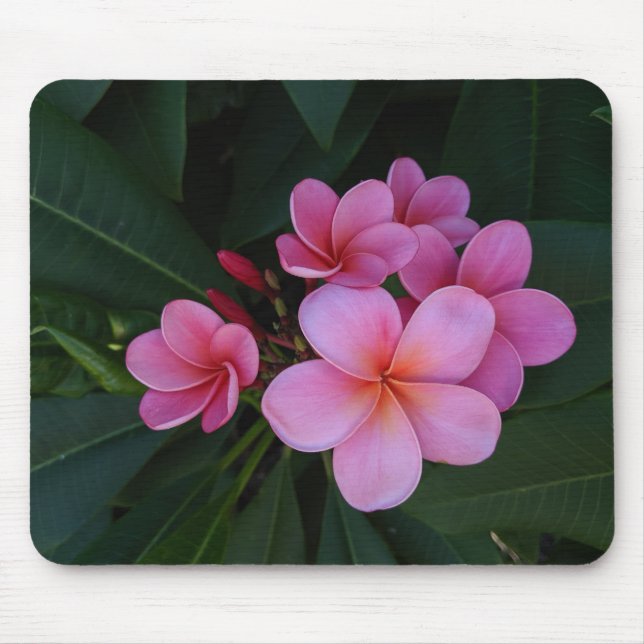 Mousepad Imagens Florais de Plumeria Rosa (Frente)