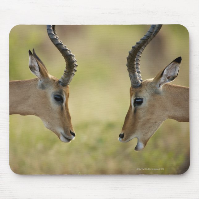 Mousepad Imapla (Aepyceros melampus) querendo lutar, (Frente)