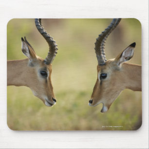 Mousepad Imapla (melampus do Aepyceros) que quer lutar,