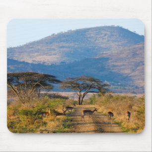 Mousepad Impala (Aepyceros Melampus), Hluhluwe-Umfolozi