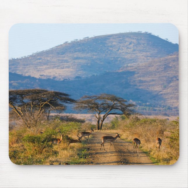 Mousepad Impala (Aepyceros Melampus), Hluwe-Umfolozi (Frente)