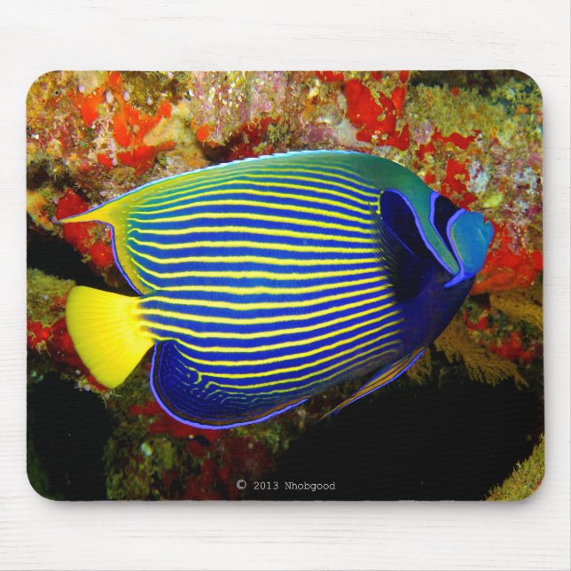 Mousepad "Imperador Angelfish"の マ ウ ス ド,No.01 (Frente)