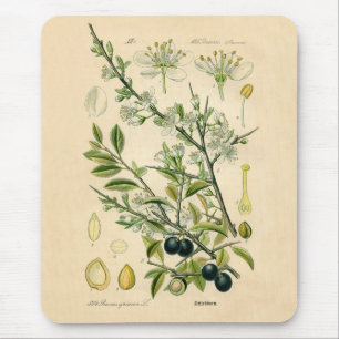 Mousepad Impressão Botânico Antiquado - Espinho Negro