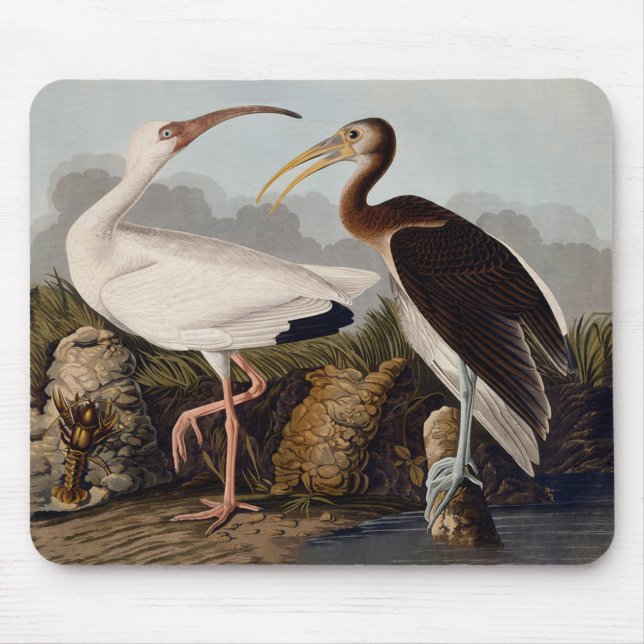Mousepad Impressão Clássica de Pássaro Íbis Branco de John  (Frente)