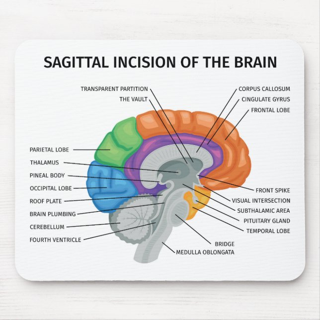 Mousepad Incisão sagital do cérebro (Frente)