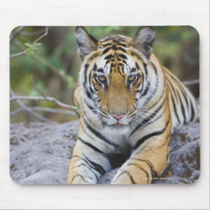 Mousepad India, parque nacional de Bandhavgarh, filhote de