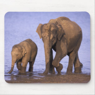 Mousepad Índia, Parque Nacional Nagarhole. Elefante asiátic