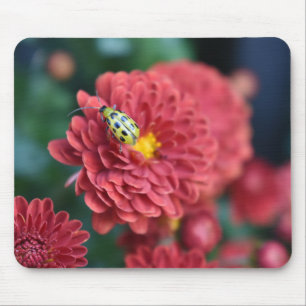 Mousepad Inseto de Insetos para o Besouro Fotografado com F