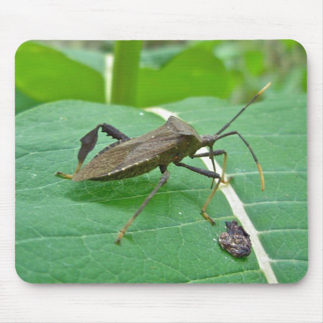 Mousepad Insetos (Acanthocephala fenorata) (Frente)