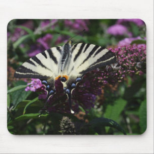 Mousepad Iphiclides podalirius