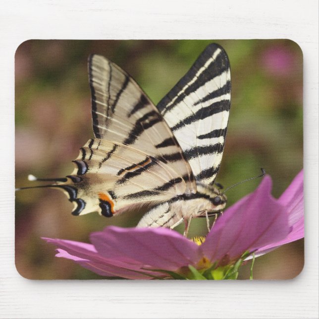 Mousepad Iphiclides podalirius (Frente)