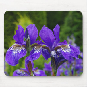 Mousepad Iris sibirica fotografia floral
