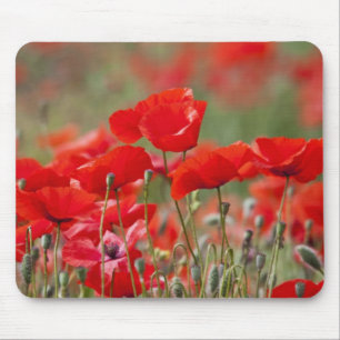 Mousepad Itália, Toscana, Massa de Papoulas de Verão em