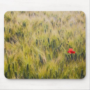 Mousepad Itália, Toscana, Papoula solitária no trigo da pri