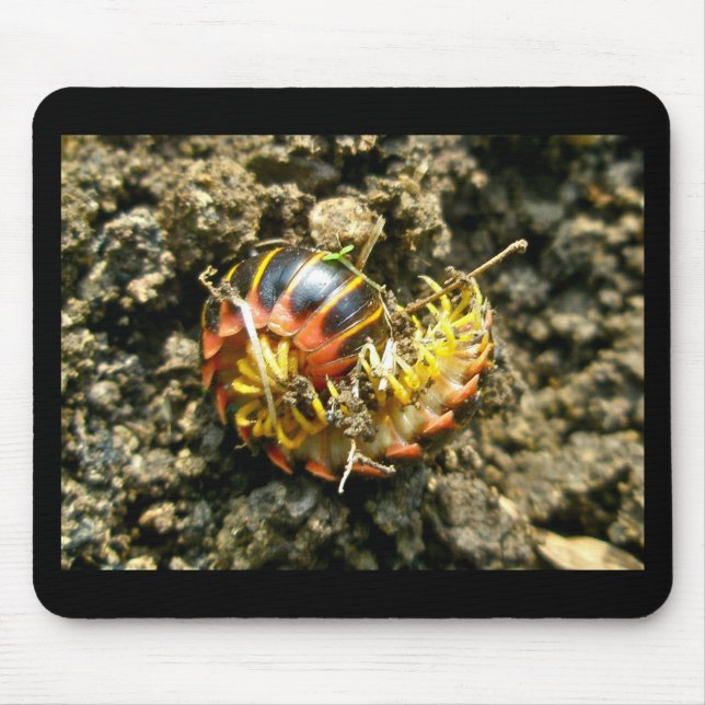 Mousepad Itens da Millipede Polydesmida (Sigmoria aberrans) (Frente)