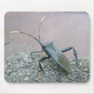 Mousepad Itens do Inseto da Assasina Preta Adulta (Reduviid