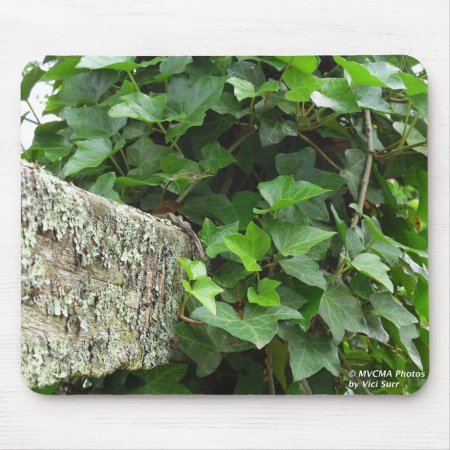 Mousepad Ivy e Lichens - Martha's Vineyard (Frente)