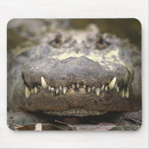 Mousepad Jacaré americano