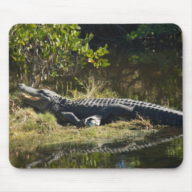 Mousepad Jacaré Americano Descansando ao Longo de uma Zona  (Frente)