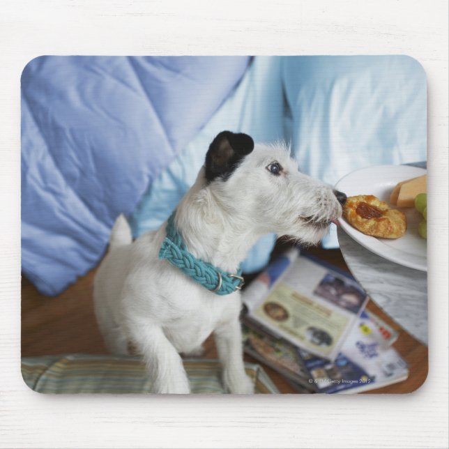 Mousepad Jack Russell terrier. (Frente)