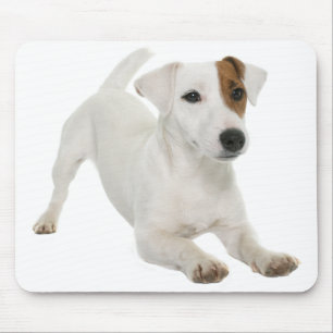 Mousepad Jack Russell Terrier Cão Cachorro Pupado Amor