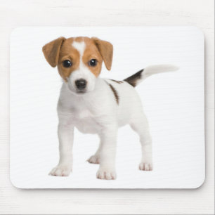 Mousepad Jack Russell Terrier Puppy Brown E Cão Branco