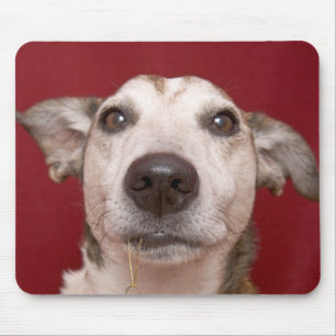 Mousepad Jack Russell Terrier que guardara enfeites de