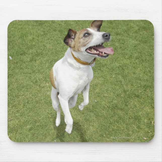 Mousepad Jack Russell terrier saltando, vista elevada (Frente)