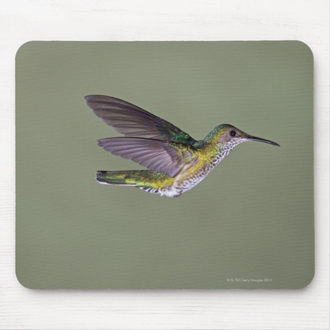 Mousepad Jacobin Florisuga melivora Costa (Frente)